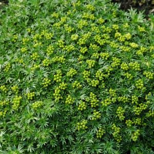 Azorella trifurcata - Gummipude