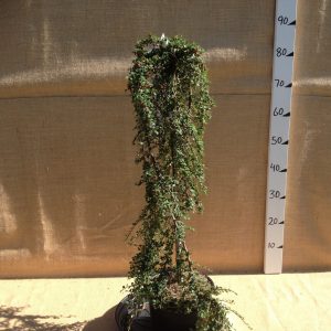 Cotoneaster procumbens Streibs Findling - Dværgmispel på stamme - 80 cm stamme