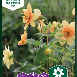 Dahlia Sunny Reggae