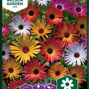 Dorotheanthus - Dorotheanthus, Bellis, bl. farver