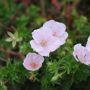 Geranium sang. Apfelbl&uuml;te - Storkenæb