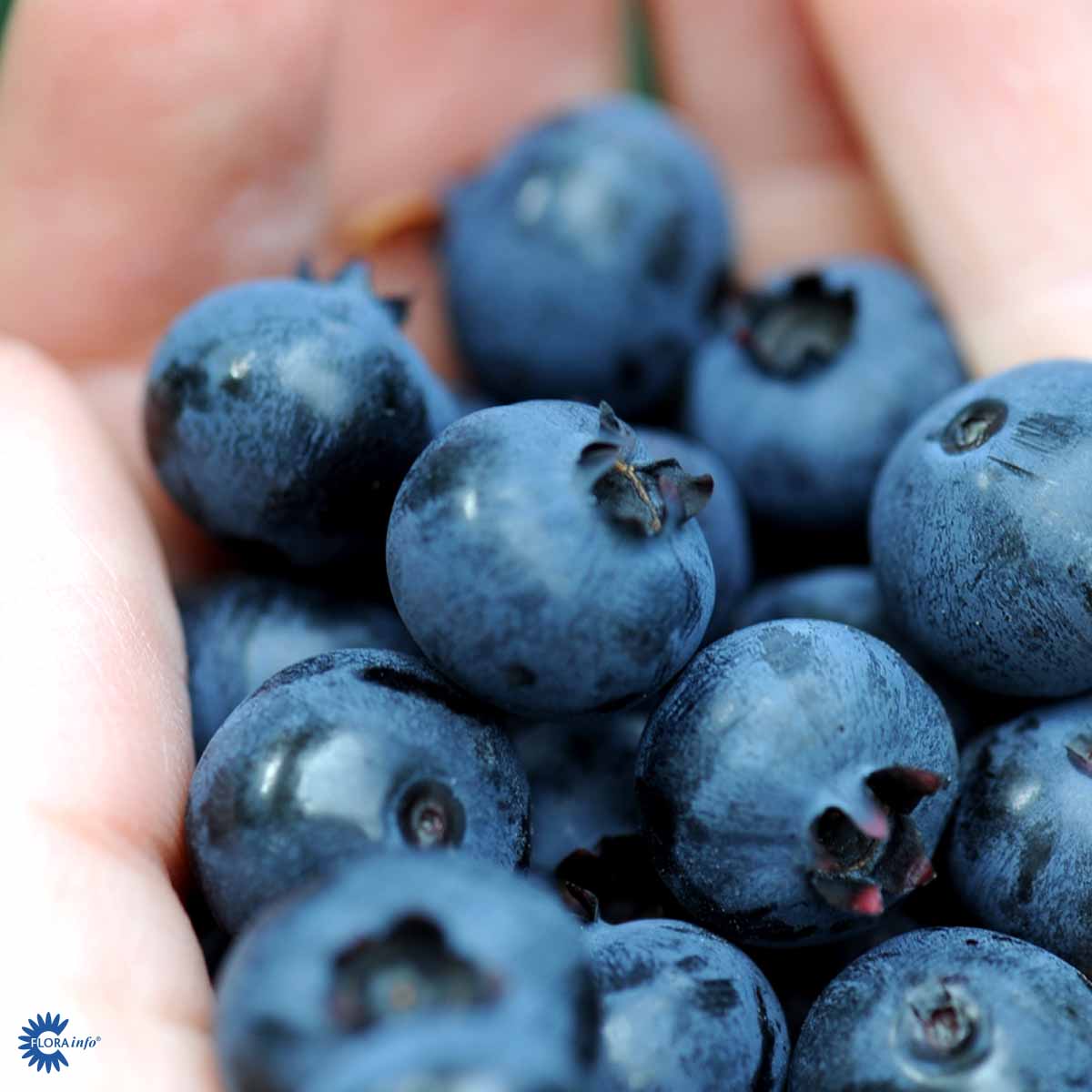 Blåbær Goldtraube - Amerikansk blåbær