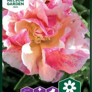 Guldvalmue - Guldvalmue, Californisk, Rosa Romantica