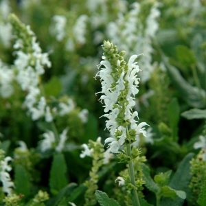 Salvia nem. Schneeh&uuml;gel - Staude salvie
