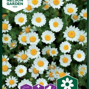 Sommermargerit - Sommermargerit, hvid