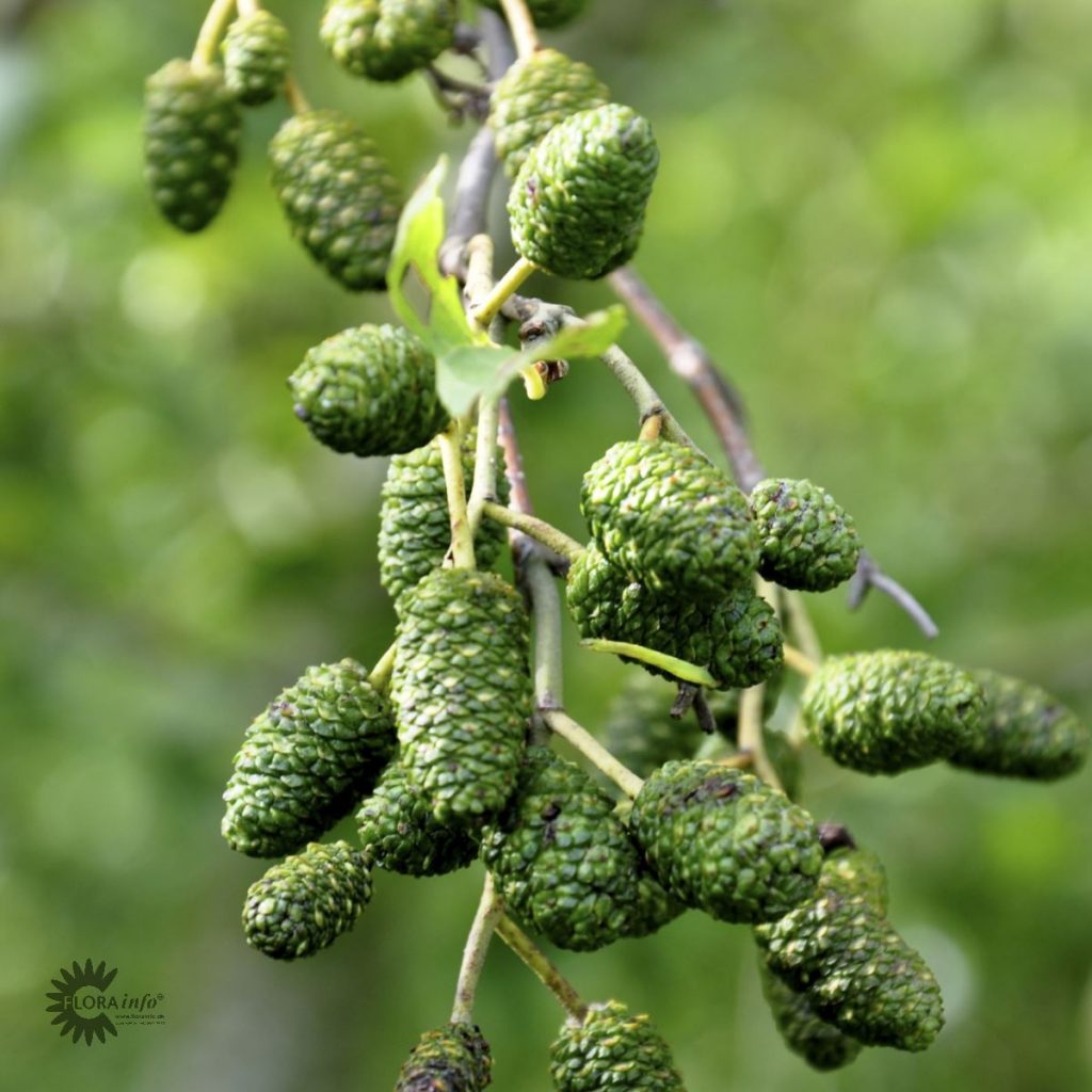 Alnus glutinosa - Rødel, bundt med 10 stk. - 60-100 cm. - Duelunds planter