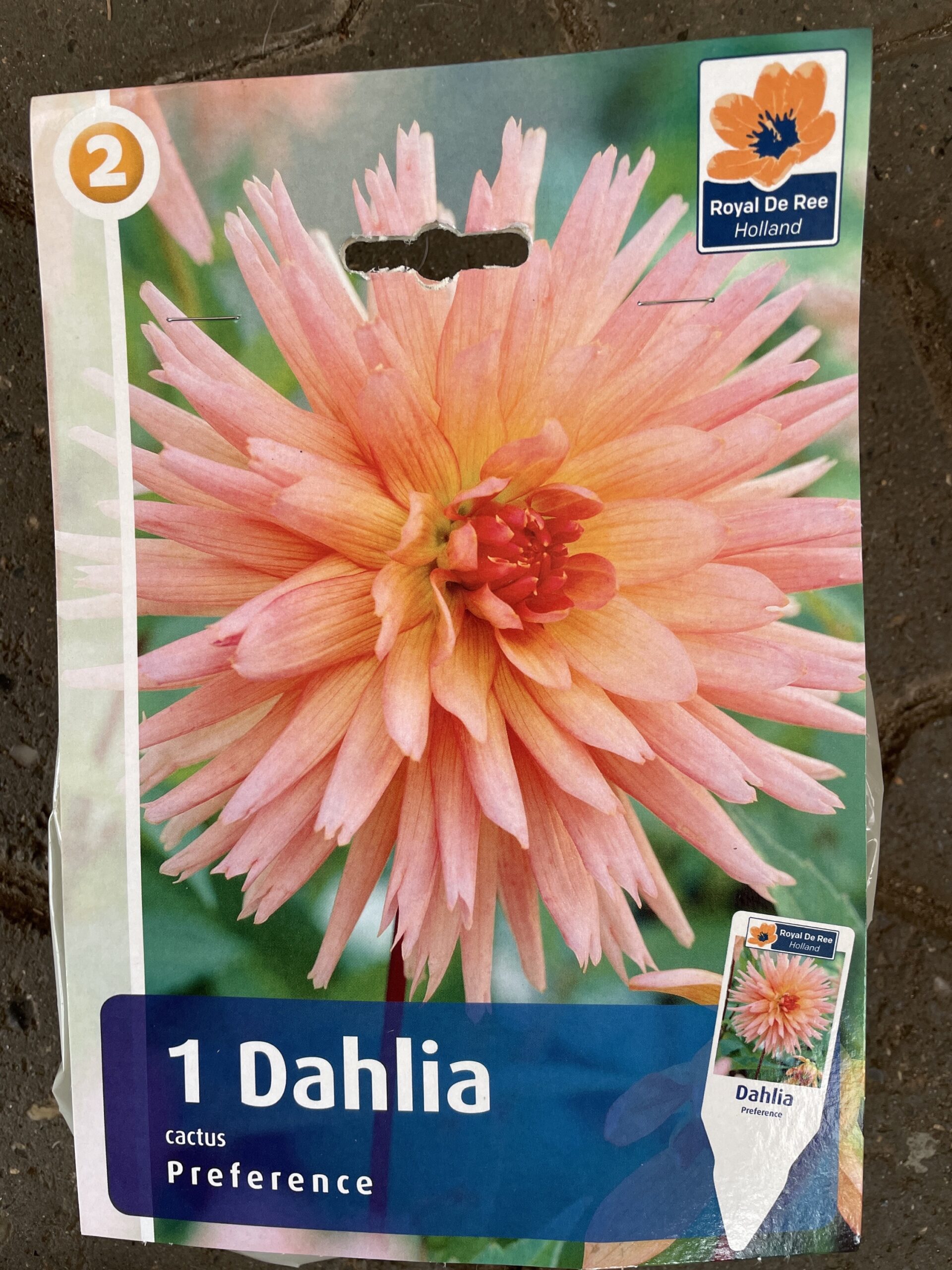 Korrekt skrå Udvinding Dahlia Preference - 1 stk. - Duelunds planter