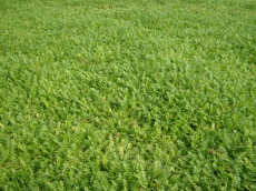 Trædebregne - Cotula Squalida - Køb 100 stk, spar DKK 399,-