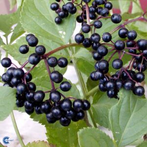 Sambucus Nigra Korsør - Storfrugtet hyld