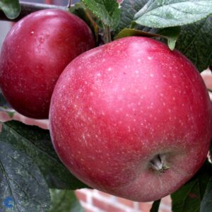 Æble Amorosa - æbletræ