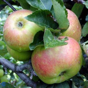 Æble Bramley - Varde-æble - Æbletræ