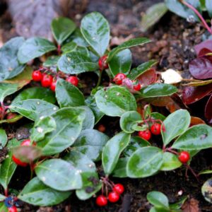 Gaultheria Procumbens - Bjergte
