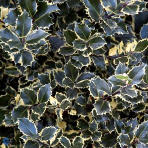 Ilex Aquifolium Silver Queen - Hvidbroget kristtorn