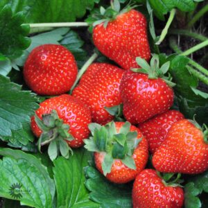 Jordbær Sonata  - Bakke med 6 stk.