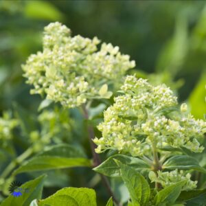 Hydrangea paniculata Little Lime - Syrenhortensia