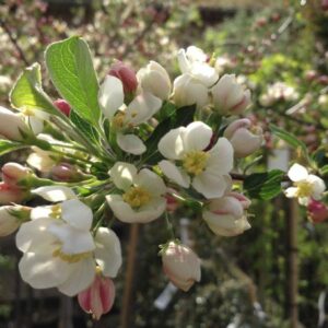 Malus Tina – Opstammet Paradisæble – 120 cm stamme