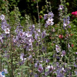 Lavatera Blue bird - Mamalukærme