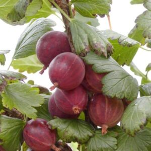 Stikkelsbær på stamme - Rød Hinnonmäki – Rød stikkelsbær - 90 cm stamme