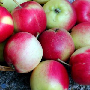 Æble Sunrise - Æbletræ