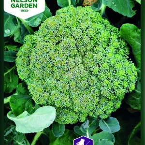 Broccoli, Mauricius F1
