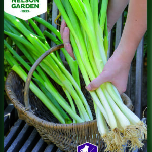 Pibeløg, Long White Ishikura