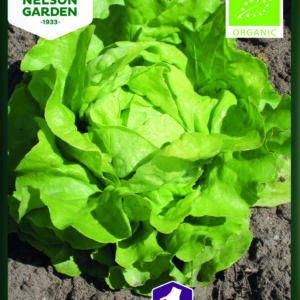 Salat, Suzan - Hovedsalat - Økologisk