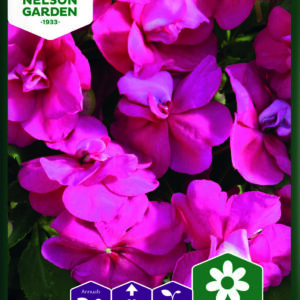 Flittiglise, Athena Bright Purple F1