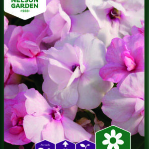 Flittiglise Athena Appleblossom F1