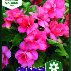 Flittiglise Athena Coral F1