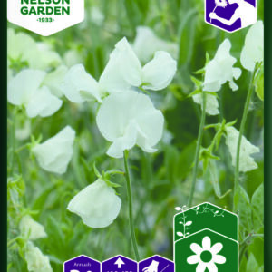 Ærteblomst Spring Sunshine White